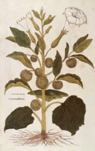 Jimson Weed, Datura stramonium, Stramonia, coloured illustration by Leonhart Fuchs, (1542), from De