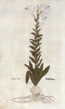 Lily, Lilium, coloured illustration by Leonhart Fuchs, (1542), from De historia stirpium