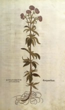 Water eupatorium, Eupatorium cannabinum, Eupatorium adulterinum, coloured illustration by Leonhart