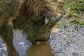 European bison (Bison bonasus) in a stream, wildlife park, Bavaria, Germany
