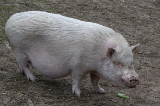Göttingen minipig (Sus scrofa domesticus), wildlife park, Bavaria, Germany