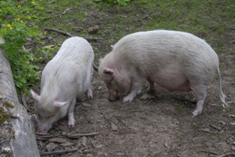 Göttingen minipigs (Sus scrofa domesticus), wildlife park, Bavaria, Germany