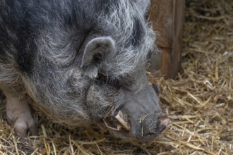 Pot-bellied pig (Sus scrofa domesticus), close up, wildlife park, Bavaria, Germany