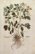 Celandine, Chelidonium majus, coloured illustration by Leonhart Fuchs, (1542), from De historia