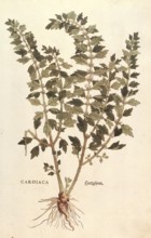Heartwort, Leonurus cardiaca, coloured illustration by Leonhart Fuchs, (1542), from De historia