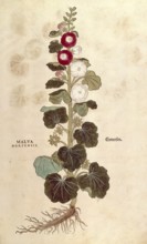 Hollyhock, Alcea, Malva hortensis, coloured illustration by Leonhart Fuchs, (1542), from De