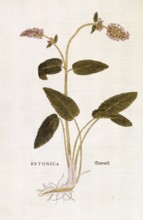 Genuine Betonia, Stachys officinalis, Betonica, coloured illustration by Leonhart Fuchs, (1542),