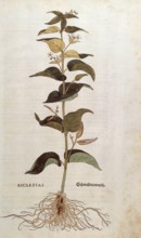 Swallowwort, Cynanchum vincetoxicum, Asclepias, coloured illustration by Leonhart Fuchs, (1542),