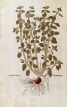 Horehound, Marrubium vulgare, coloured illustration by Leonhart Fuchs, (1542), from De historia
