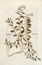 Field bindweed, Convolvulus arvensis, Helxine cissampelos, coloured illustration by Leonhart Fuchs,