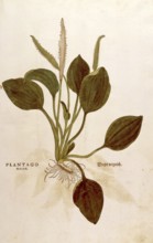 Broadleaf plantain, Plantago major, coloured illustration by Leonhart Fuchs, (1542), from De