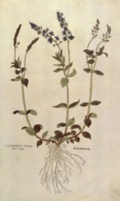 Speedwell, Veronica officinalis or Compact blue speedwell - Veronica allionii, Chamaedrys vulgaris