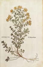 St. John's Wort, Hypericum perforatum, coloured illustration by Leonhart Fuchs, (1542), from De