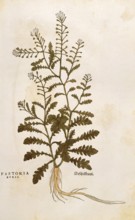 Shepherd's purse, Capsella bursa-pastoris, Pastoria bursa, coloured illustration by Leonhart Fuchs,