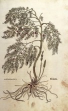 Asparagus, Asparagus officinalis, coloured illustration by Leonhart Fuchs, (1542), from De historia