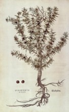 Juniper, Juniperus communis, Juniperus minor, coloured illustration by Leonhart Fuchs, (1542), from