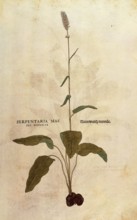 Serpentaria, Persicaria bistorta or Bistorta polygonum, Serpentaria mas seu bistorta, coloured