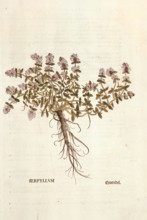 Thyme, Thymus serpyllum, coloured illustration by Leonhart Fuchs, (1542), from De historia stirpium