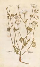 Caraway, Carum carvi, Caros, coloured illustration by Leonhart Fuchs, (1542), from De historia