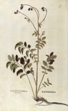 Great burnet, Sanguisorba officinalis, Sanguisorba major, coloured illustration by Leonhart Fuchs,