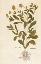 Marigold, Calendula officinalis, Caltha, coloured illustration by Leonhart Fuchs, (1542), from De