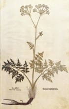 Hirschwurzm Haarstrang, Peucedanum cervaria, Dauci tertium genus, coloured illustration by Leonhart