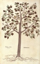 Lime tree, winter lime tree, Tilia cordata, Tilia foemina, coloured illustration by Leonhart Fuchs,