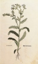 Viper's bugloss, Echium vulgare, Echion, coloured illustration by Leonhart Fuchs, (1542), from De