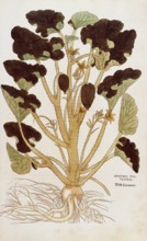 Cucumber, Ecballium elaterium, Cucumis sylvestris, coloured illustration by Leonhart Fuchs, (1542),