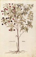 Bird cherry, Prunus avium, Cerasus, coloured illustration by Leonhart Fuchs, (1542), from De