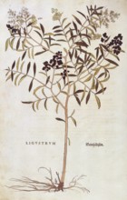 Common privet, Ligustrum vulgare, coloured illustration by Leonhart Fuchs, (1542), from De historia