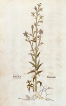 Rapunzel bellflower, Campanula rapunculus, Rapum sylvestre, coloured illustration by Leonhart