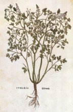 Ground ivy, Fumaria officinalis, coloured illustration by Leonhart Fuchs, (1542), from De historia