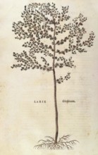 European larch, Larix decidua, coloured illustration by Leonhart Fuchs, (1542), from De historia