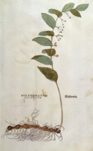 Solomon's Seal, Polygonatum latifolium, coloured illustration by Leonhart Fuchs, (1542), from De