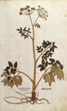 Forest angelica, Angelica sylvestris, coloured illustration by Leonhart Fuchs, (1542), from De