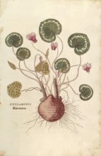 Cyclamen, Cyclaminus, coloured illustration by Leonhart Fuchs, (1542), from De historia stirpium