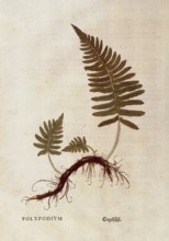 Spotted fern, common polypody, Polypodium vulgare, coloured illustration by Leonhart Fuchs, (1542),