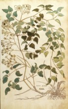 Clematis vitalba, Vitis nigra, coloured illustration by Leonhart Fuchs, (1542), from De historia