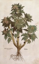 Black henbane, Hyoscyamus niger, Hyoscyamus flavus, coloured illustration by Leonhart Fuchs,