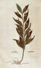 Butcher's broom, Ruscus aculeatus, Laurus alexandrina, coloured illustration by Leonhart Fuchs,