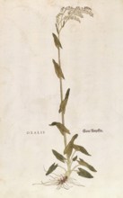 Sorrel, Rumex acetosa, Oxalis, coloured illustration by Leonhart Fuchs, (1542), from De historia