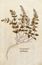 Gamander, Teucrium chamaedrys, Chamaedrys vera mas, coloured illustration by Leonhart Fuchs,