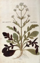 Valerian, Valeriana officinalis, Phu magnum, coloured illustration by Leonhart Fuchs, (1542), from