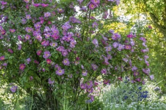 Rose, pink shrub rose, North Rhine-Westphalia, Germany