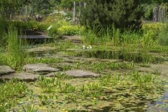 Pond with water lilies, district educational garden, Burgsteinfurt, Steinfurt, Münsterland, North