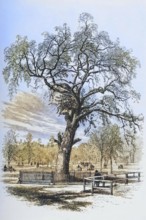 Boston, Massachusetts, the Liberty Tree in the 1870s, America, digital reproduction from American