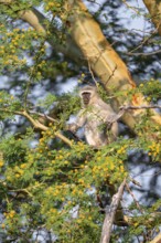 Southern vervet monkey (Chlorocebus pygerythrus) sitting in a flowering tree, eating yellow flowers