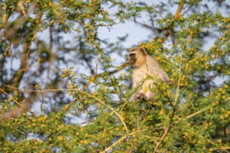 Southern vervet monkey (Chlorocebus pygerythrus) sitting in a flowering tree, eating yellow flowers