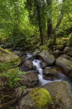 Stream, Parc Régional Naturel Corse, Corsica, France